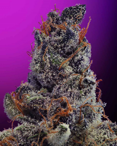 011679 unknownpurple geneticsjunkie crop