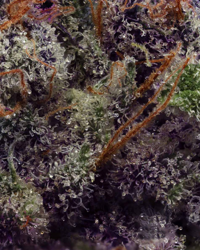 011680 unknownpurple geneticsjunkie