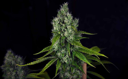 011690 chemfuego1 luckdogseedco geneticsjunkie