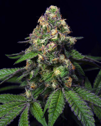 011696 blackcherrypoundcake2  geneticsjunkie crop