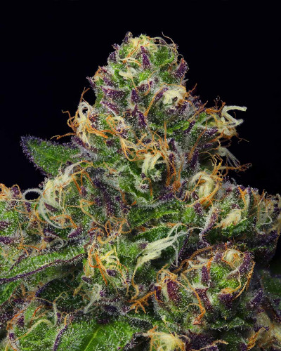 011697 blackcherrypoundcake2  geneticsjunkie crop