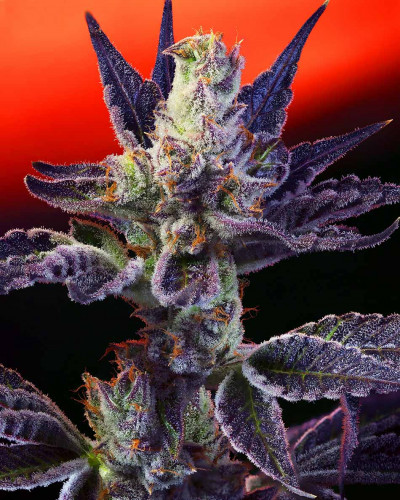 011701 firebreath geneticsjunkie crop