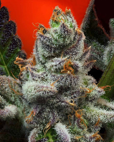 011702 firebreath geneticsjunkie crop