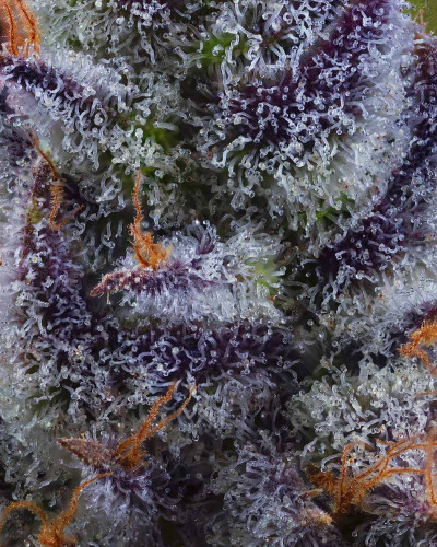 011706 firebreath geneticsjunkie crop